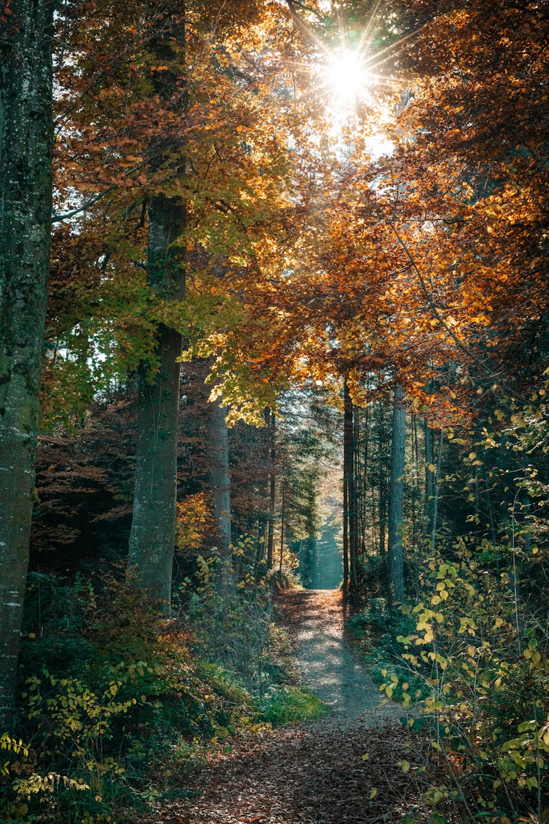 a path in the middle of a forest surrounded by trees